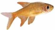 Rasbora vaterifloris Perle