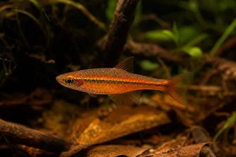 Rasbora vaterifloris Perle