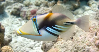 Rhinecanthus aculeatus (Ballist-picasso)