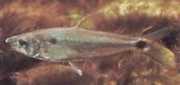 Roeboexodon guyanensis Hai tetra