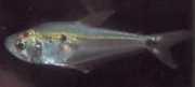 Roeboides dayi Glass tetra
