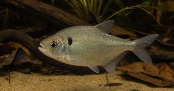 Roeboides descalvadensis Hunchback, hode i bunnen av Descalvado