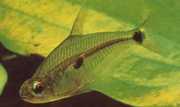 Roeboides meeki Glass tetra