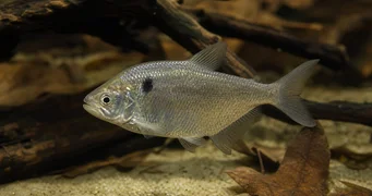 Roeboides paranensis Hunchback, hodet i bunnen av Paraguay
