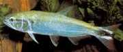 Salminus maxillosus Characin-Tigre av Amazon