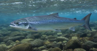 Salmo salar (Atlantic Salmon)