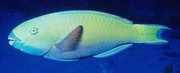 Scarus ghobban Trelastfisk