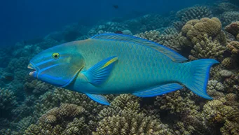 Scarus ghobban Trelastfisk