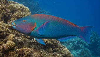Scarus rubroviolaceus (Eng)
