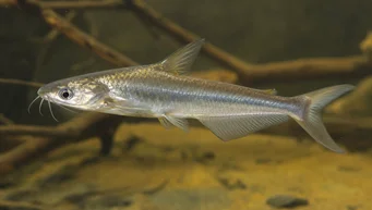 Schilbe intermedius (Sølv steinbit)