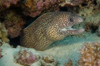 Siderea picta Siderisk vegg