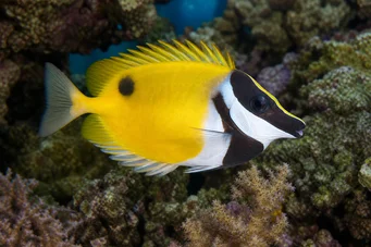 Siganus vulpinus (Runo eller fisk-lap fisk)