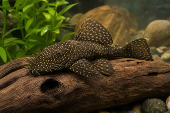 Silure ancistrus Eldgamle