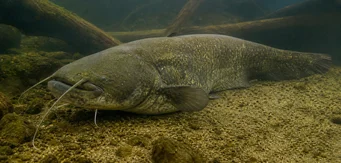 Silurus glanis Glane steinbit / stor steinbit