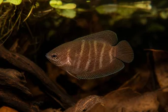 Sphaerichthys osphromenoides Sjokoladegourami