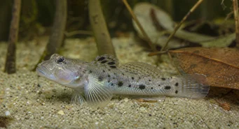Stigmatogobius sadanundio (Oppdaget Gobie)