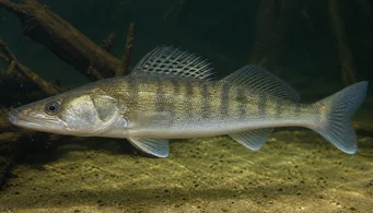 Stizostedion lucioperca (Sorterer)