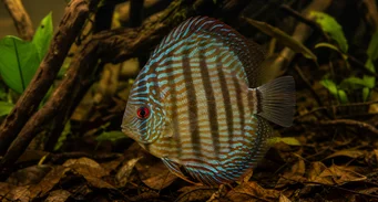 Symphisodon aequifasciata Grønn disko