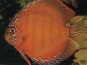 Symphysodon aequifasciat... Discus brun
