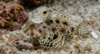 Synchiropus ocellatus (Ocented Mandarin)