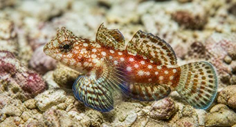 Synchiropus stellatus Stjerne mandarinfisk