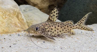 Synodontis multipunctatus (Oppdaget synodonte)