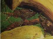 Synodontis nigriventris Kongos svarte hodekatt