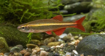 Tanichthys albonubes Stakkars neon