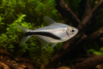 Thayeria boehlkei Pingvinfisk