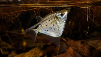 Thoracocharax stellatus Sølvhakette fisk