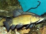 Tinca tinca Vanlig tankskip