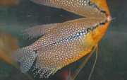 Trichogaster leeri Mosaikk Gourami