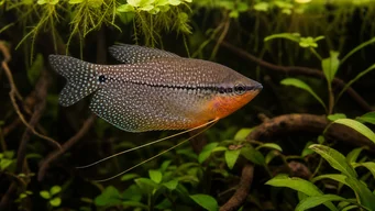 Trichogaster leeri Mosaikk Gourami
