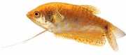 Trichogaster trichopteru... Gourami med tre gyldne f...