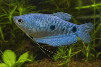 Trichogaster trichopterus sumatranus Gourami med tre gyldne flekker