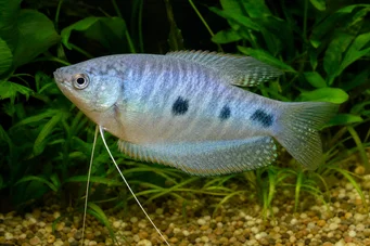Trichogaster trichopterus Tre flekker, blå gourami