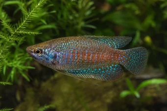 Trichopsis pumila Dverg Gourami