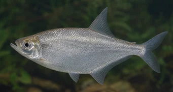 Triportheus angulatus Punktert