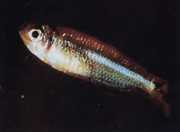 Tyttocharax atopodus Bart tetra
