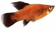 Xiphophorus maculatus Platy