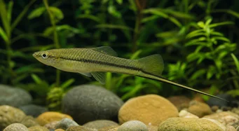 Xiphophorus montezumae (Montezuma sverdholder)