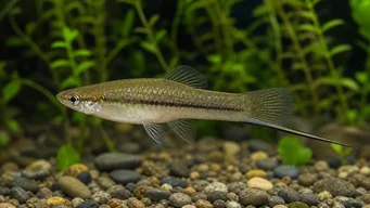 Xiphophorus neuzalanahotl (Oppdaget sverd)
