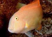 Xyrichthys novacula Perle