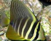 Zebrasoma veliferum Zebrasom Veliferum