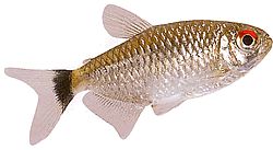 Moenkhausia oligolepis (Moenkhausia med røde øyne)
