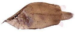 Monocirrhus polyacanthus (Brannmann)