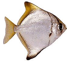 Monodactylus argenteus (Månefisk)