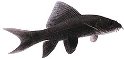 Morulius chrysophekadion (Black Labéo)
