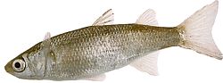 Mugil labrosus (Muldyr med store lepper)