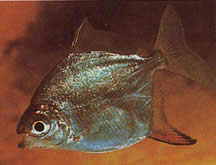 Myleus rubripinnis rubripinnis (Metynnis med rød krok)
